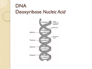 DNA Deoxyribose Nucleic Acid Nucleotide Building Block of DNA and RNA