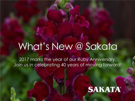 What's New @ Sakata