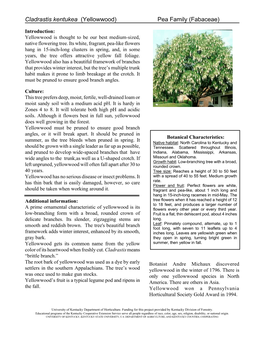Cladrastis Kentukea (Yellowwood) Pea Family (Fabaceae)