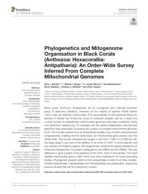 Phylogenetics and Mitogenome Organisation in Black Corals (Anthozoa: Hexacorallia: Antipatharia): an Order-Wide Survey Inferred from Complete Mitochondrial Genomes