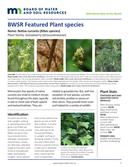 BWSR March Featured Plant: Native Currants