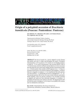 Origin of a Polyploid Accession of Brachiaria Humidicola (Poaceae: Panicoideae: Paniceae)