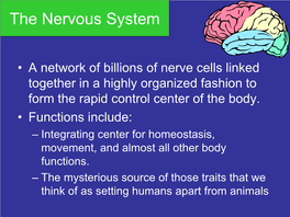 The Nervous System