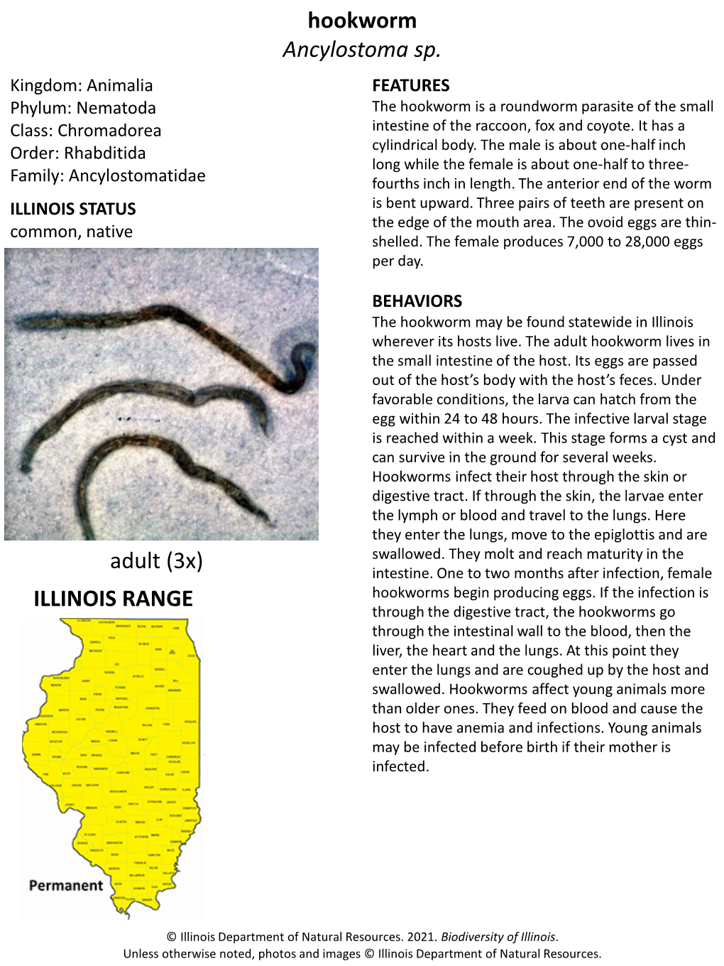 Hookworm Ancylostoma Sp. Adult (3X) ILLINOIS RANGE