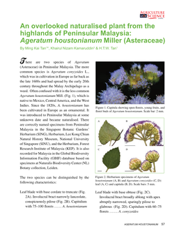 An Overlooked Naturalised Plant from the Highlands of Peninsular Malaysia: Ageratum Houstonianum Miller (Asteraceae)