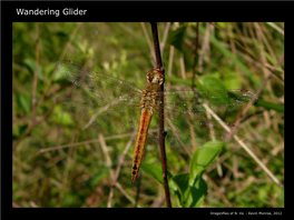 Wandering Glider