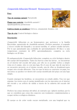 Comperiella Bifasciata (Howard) Hymenoptera; Encyrtidae