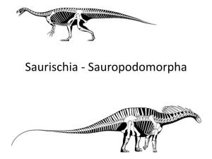 Sauropodomorpha Saurisquia