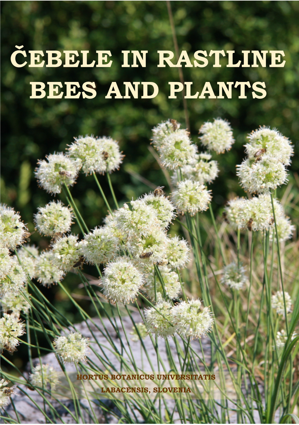 Čebele in Rastline Bees and Plants