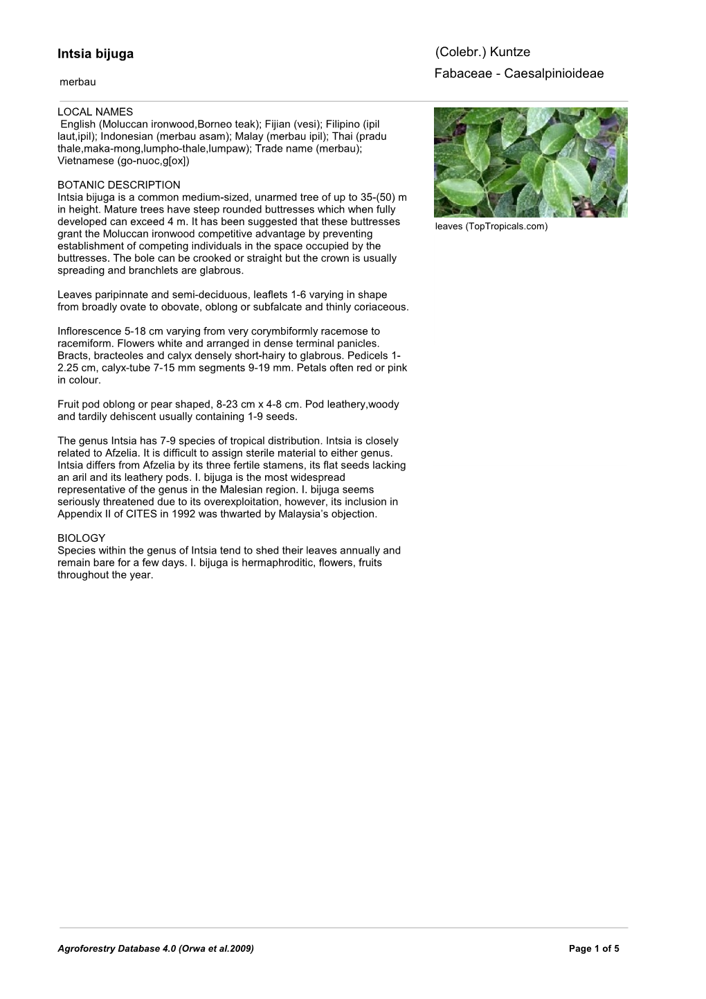 Intsia Bijuga (Colebr.) Kuntze Fabaceae - Caesalpinioideae Merbau