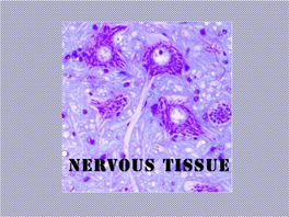 Nervous Tissue Consists of 2 Types of Cells