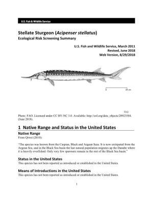 Stellate Sturgeon (Acipenser Stellatus) Ecological Risk Screening Summary