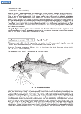 Polydactylus Opercularis (Gill, 1863) Fig