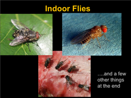 Indoor Flies