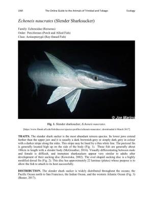 Echeneis Naucrates (Slender Sharksucker)