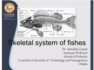 Skeletal System of Fishes Dr