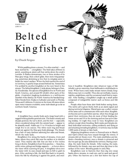 Kingfisher by Chuck Fergus