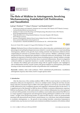 The Role of Midkine in Arteriogenesis, Involving Mechanosensing, Endothelial Cell Proliferation, and Vasodilation