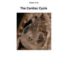 The Cardiac Cycle Learning Objectives