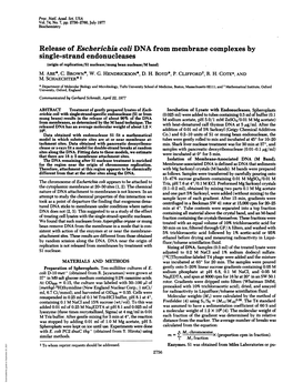 Single-Strand Endonucleases (Origin of Replication/SI Nuclease/Mung Bean Nuclease/M Band) M