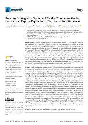Breeding Strategies to Optimize Effective Population Size in Low Census Captive Populations: the Case of Gazella Cuvieri