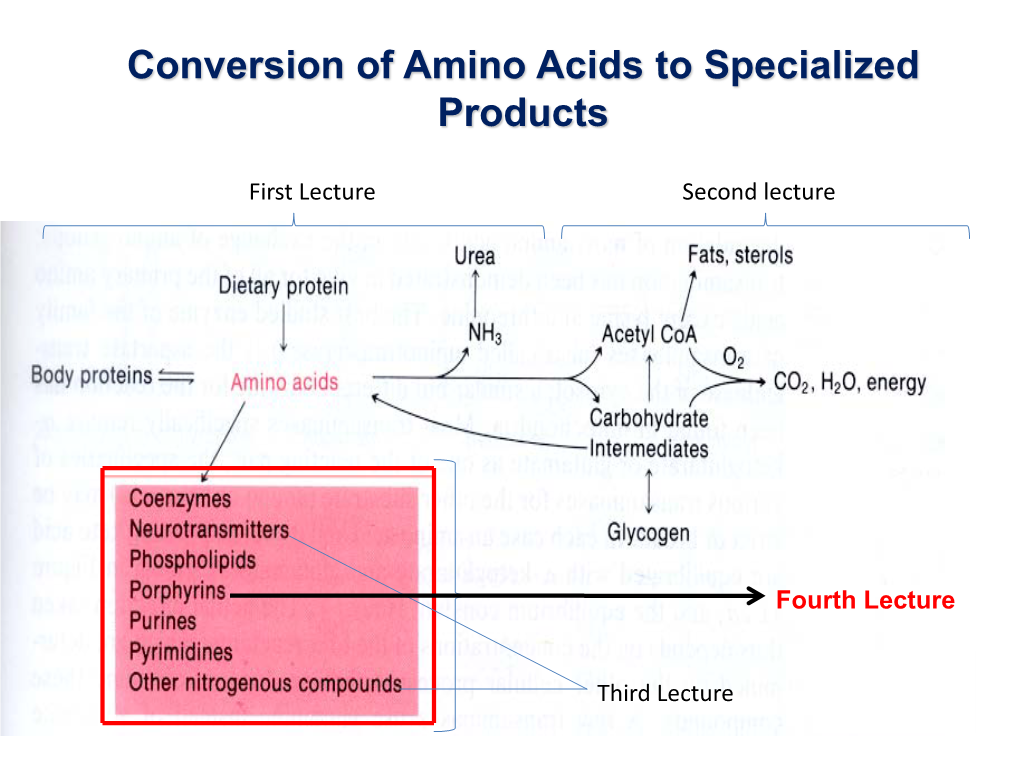 Conversion of Amino Acids to Specialized Products