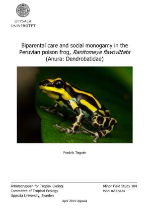 Peruvian Poison Frog, Ranitomeya Flavovittata (Anura: Dendrobatidae)