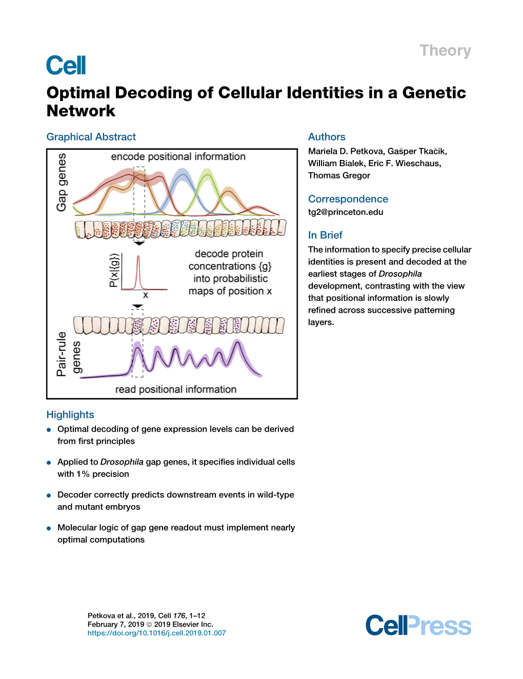 Optimal Decoding of Cellular Identities in a Genetic Network