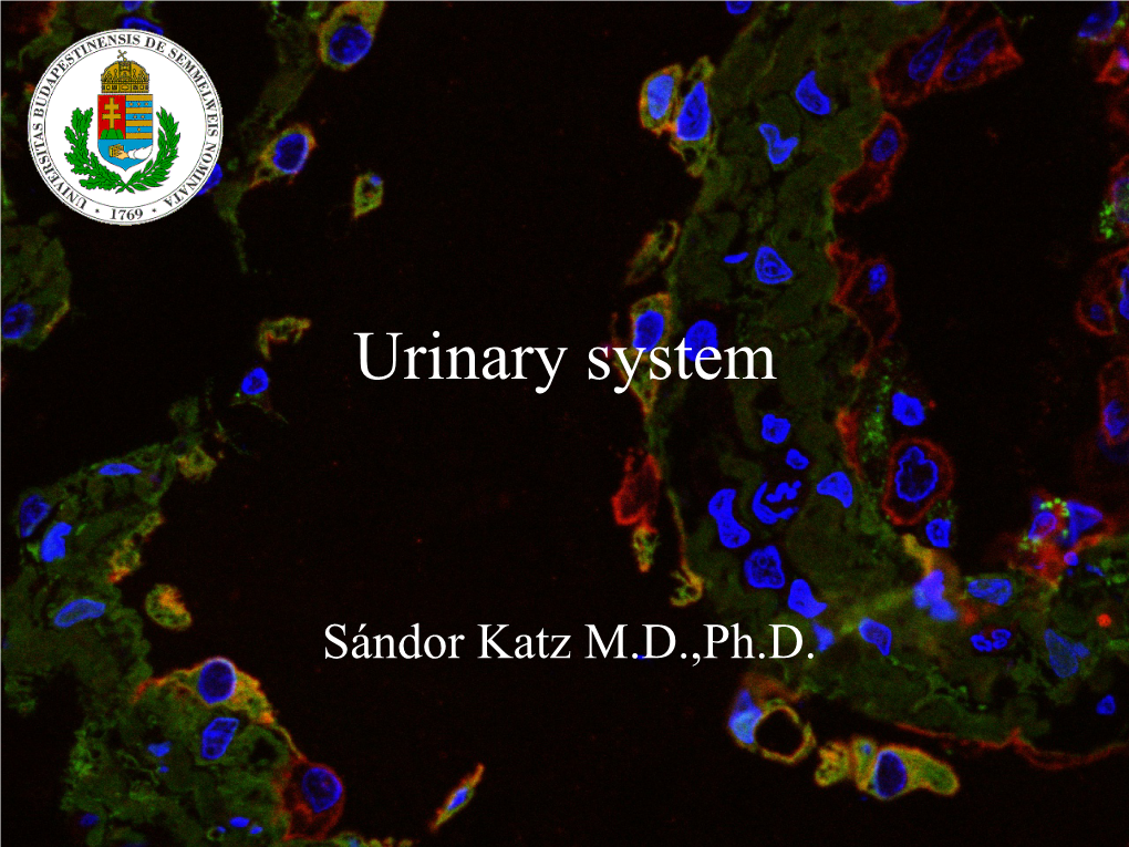 Urinary System