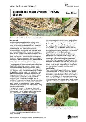 Bearded and Water Dragons - the City Fact Sheet Slickers
