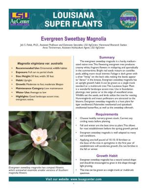 Louisiana Super Plants: Evergreen Sweetbay Magnolia