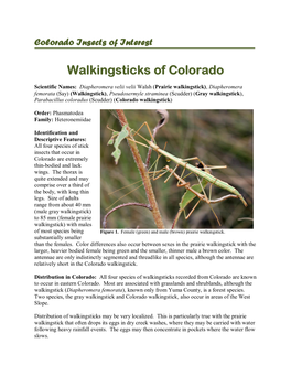 Walkingsticks of Colorado