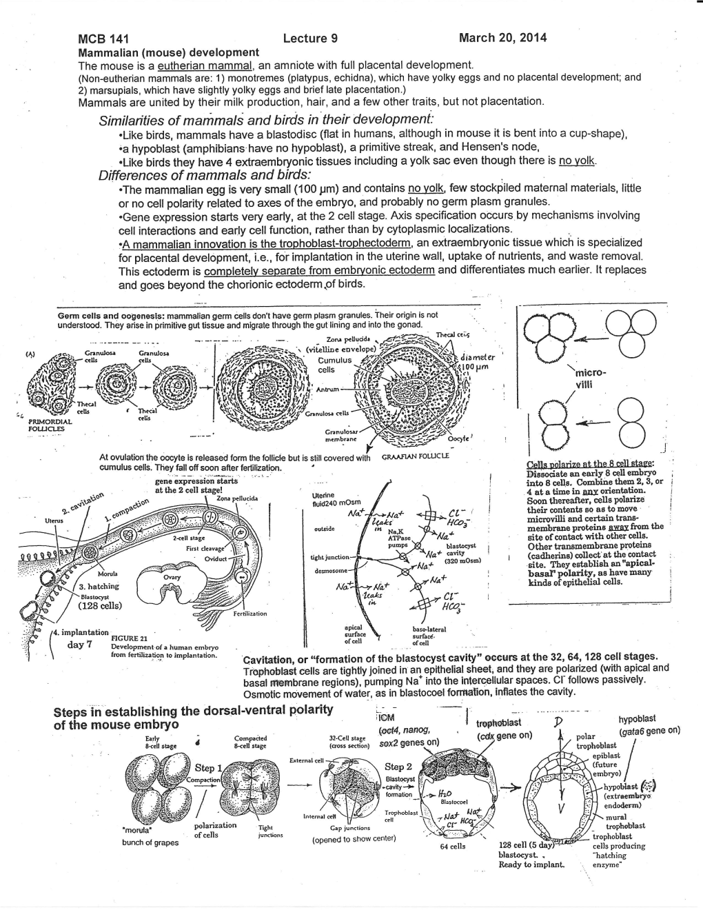 Lh---B Cumuluscells