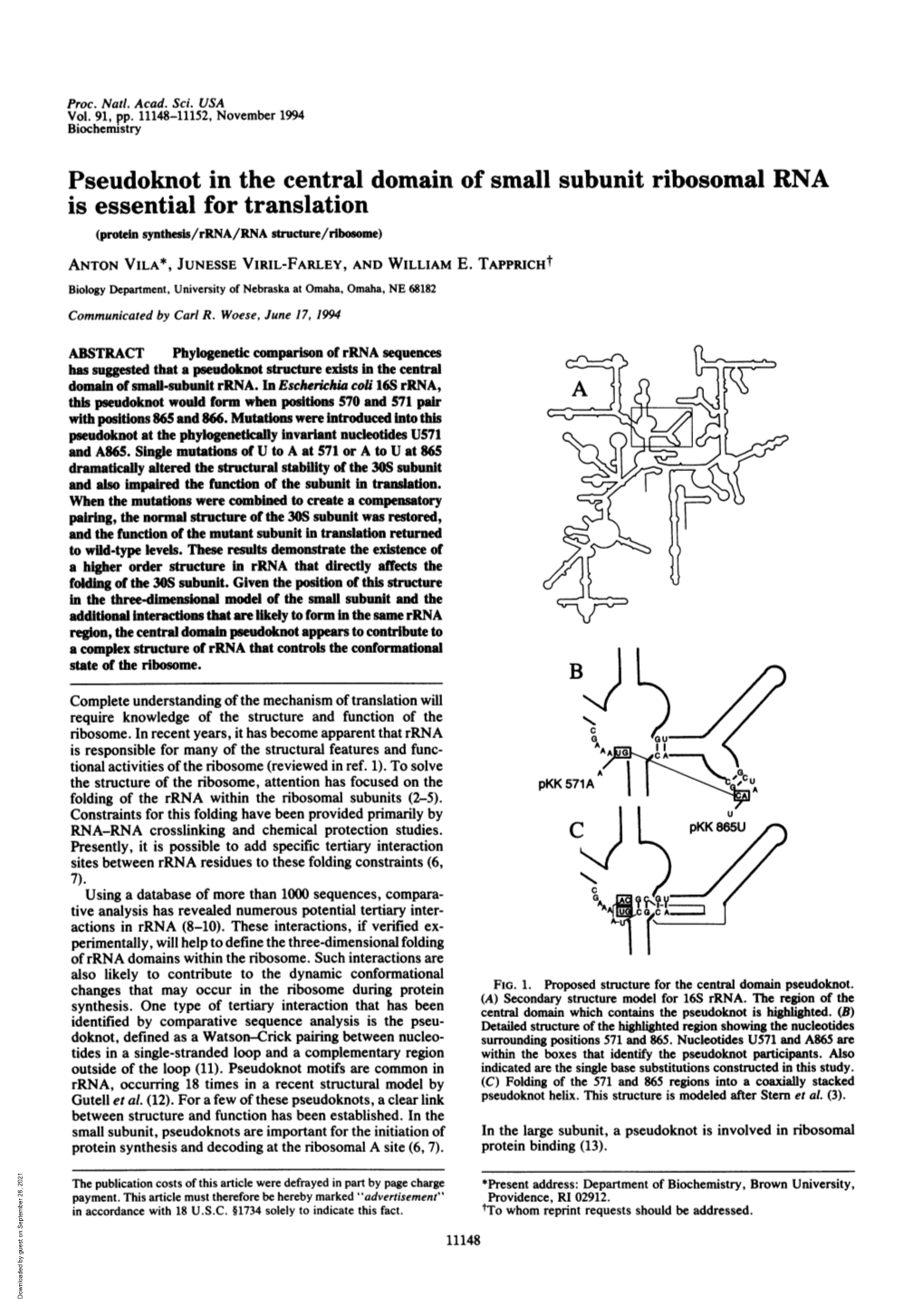 Pseudoknot in the Central Domain of Small Subunit Ribosomal RNA Is