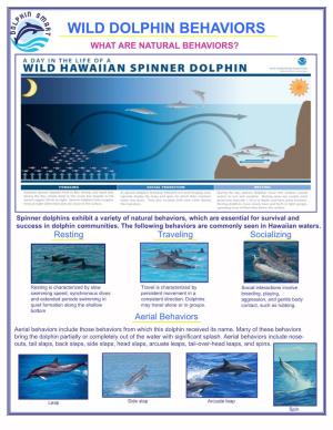 Wild Dolphin Behaviors What Are Natural Behaviors?