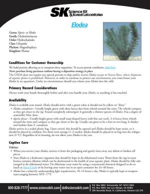 Elodea Genus: Egeria Or Elodea Family: Hydrocharitaceae Order: Hydrocharitales Class: Liliopsida Phylum: Magnoliophyta Kingdom: Plantae