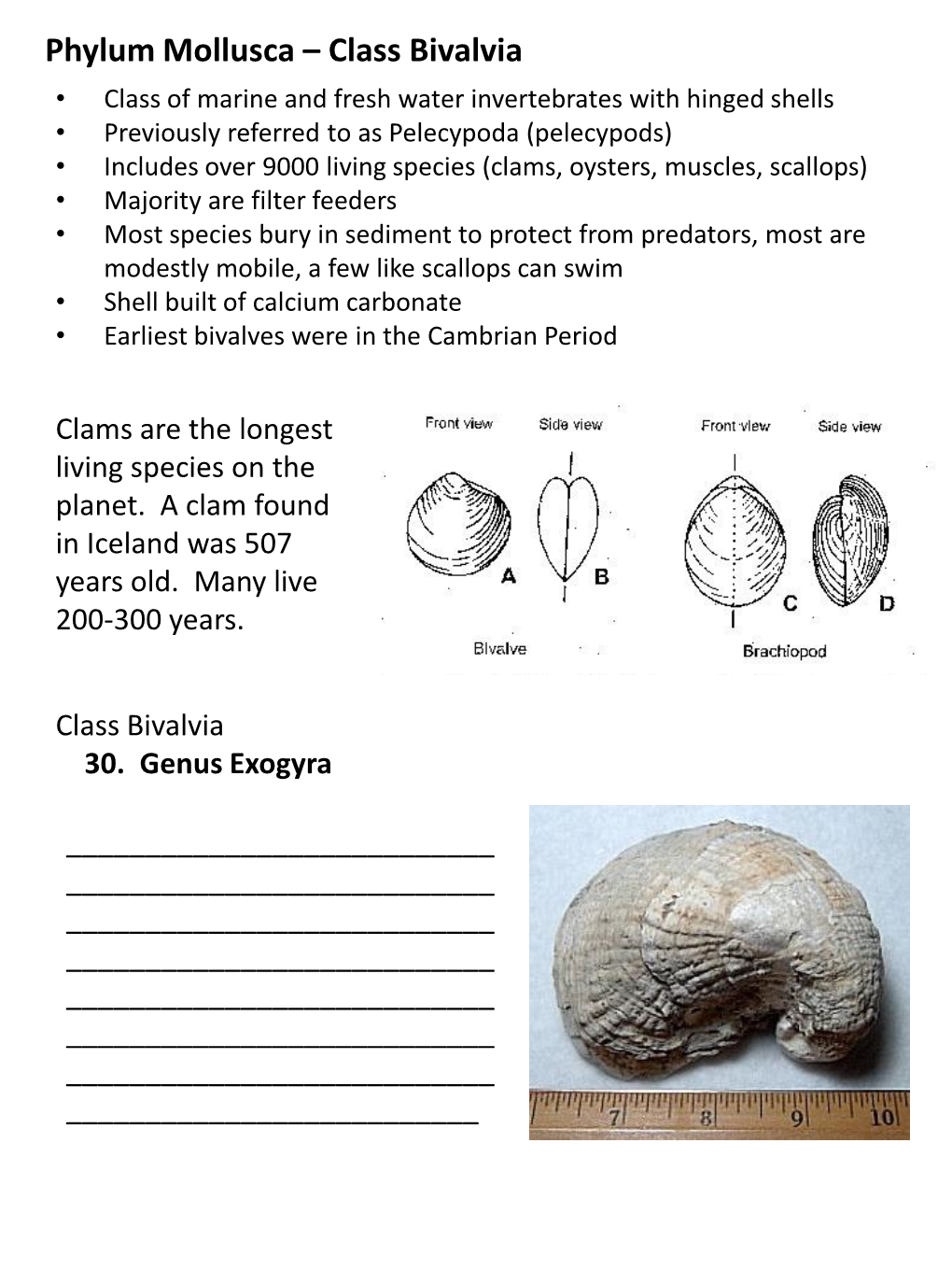 Phylum Mollusca – Class Bivalvia