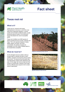 Texas Root Rot FS Viticulture