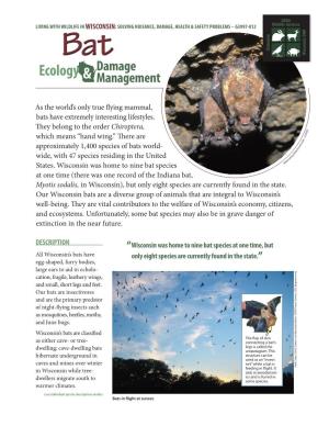 Bat Damage Ecology & Management