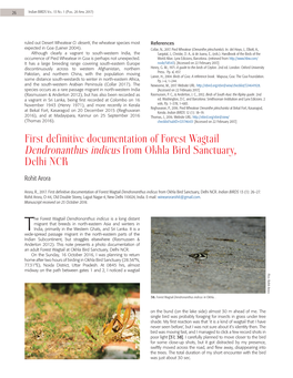 First Definitive Documentation of Forest Wagtail Dendronanthus Indicus from Okhla Bird Sanctuary, Delhi NCR