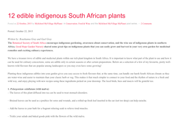 12 Edible Indigenous South African Plants