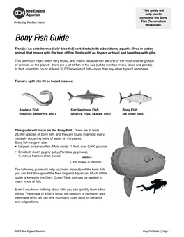 Bony Fish Guide