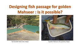 Designing Fish Passage for Golden Mahseer : Is It Possible?