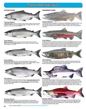 Salmon Identification