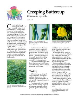 Creeping Buttercup Ranunculus Repens L