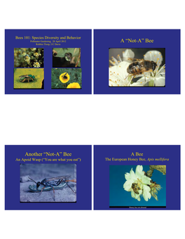 Lecture 27B Native Specialist (Oligolectic) Bees of the Vernal