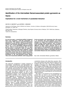 Identification of the Intermediate Filament-Associated Protein Gyronemin As Filamin