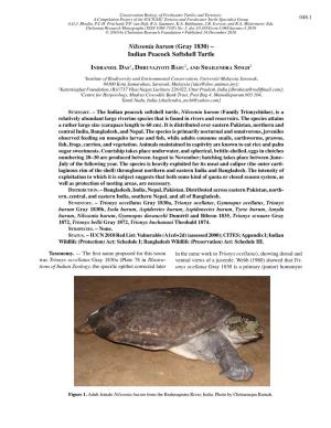 Nilssonia Hurum (Gray 1830) – Indian Peacock Softshell Turtle