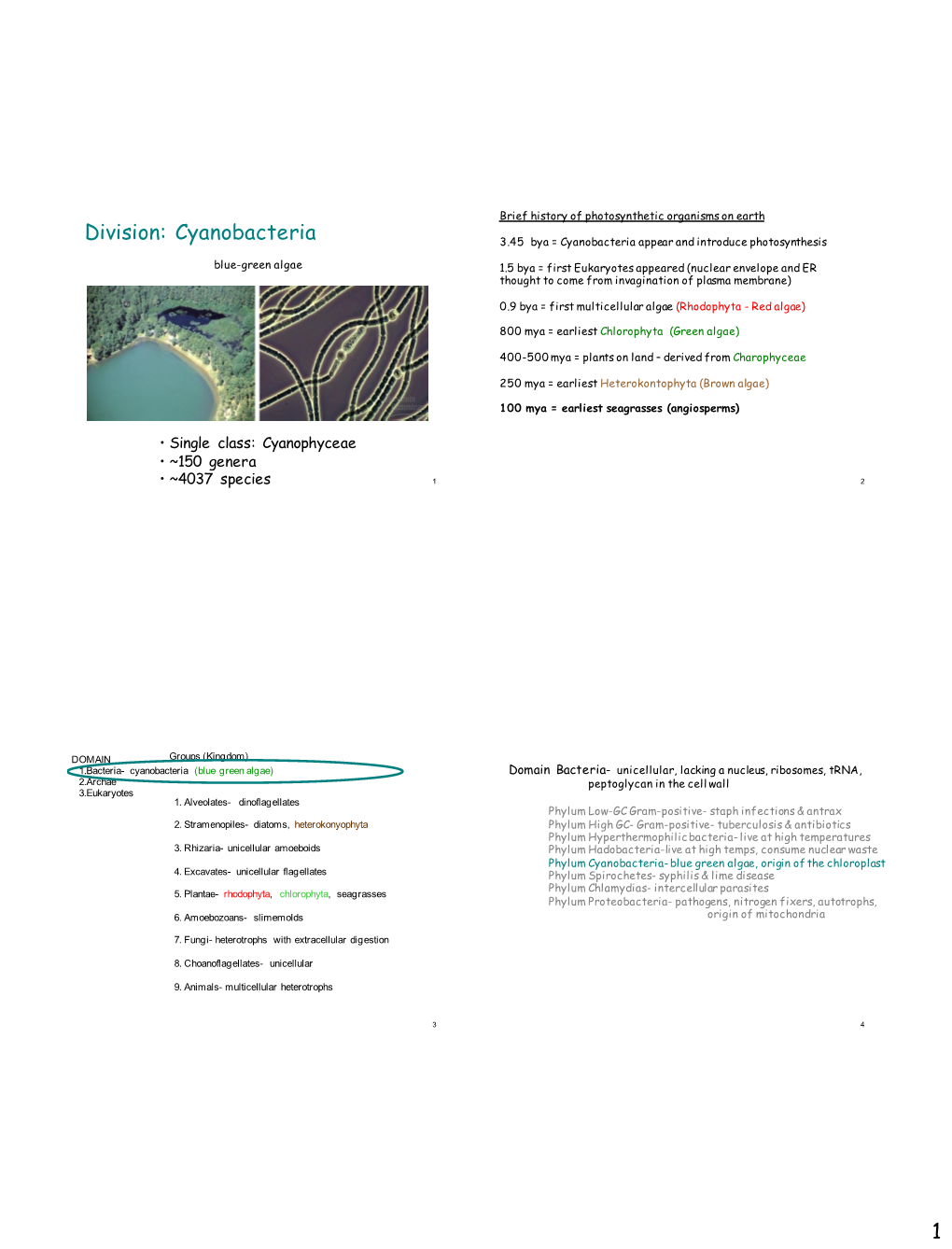 1 Division: Cyanobacteria