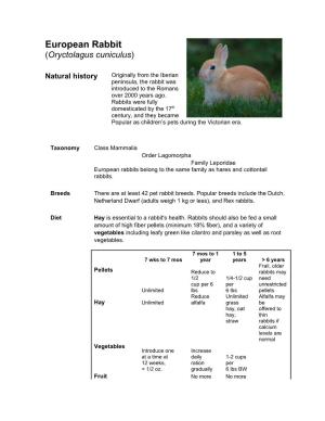 European Rabbit (Oryctolagus Cuniculus)
